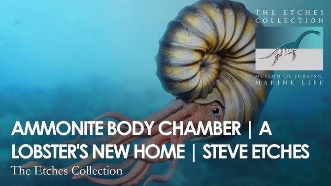 AMMONITE BODY CHAMBER | A LOBSTER'S NEW HOME | STEVE ETCHES