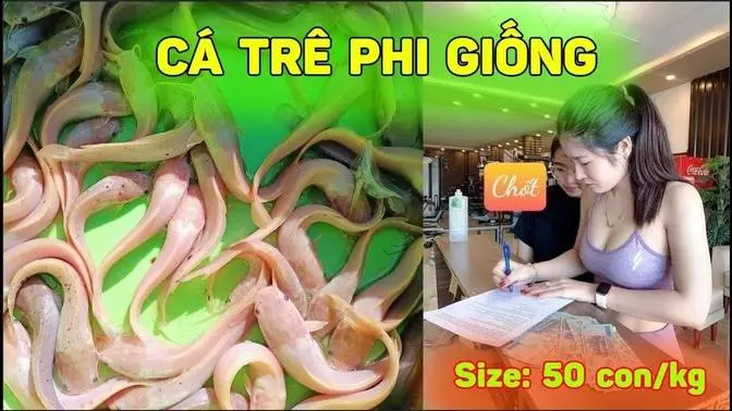 CÁ TRÊ PHI GIỐNG, TRÊ PHI LAI MIỀN BẮC | THỦY SẢN 365