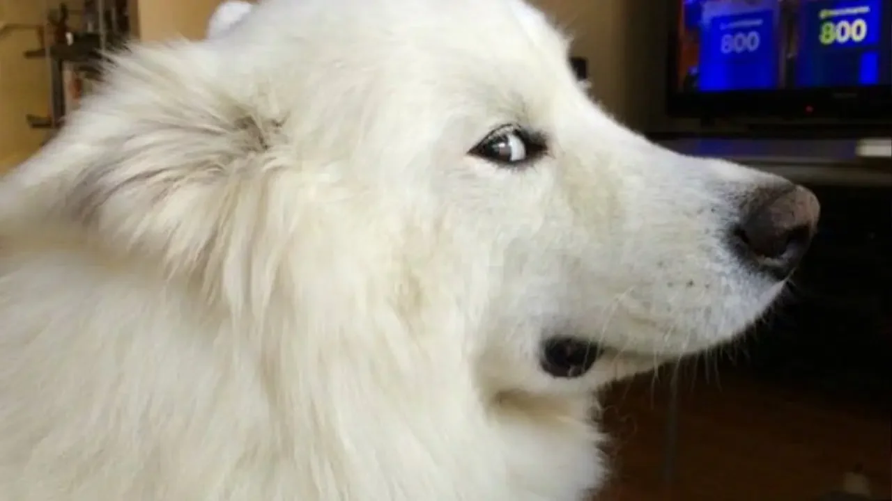 Perros que te sacarán una carcajada en solo 10 segundos 🐶