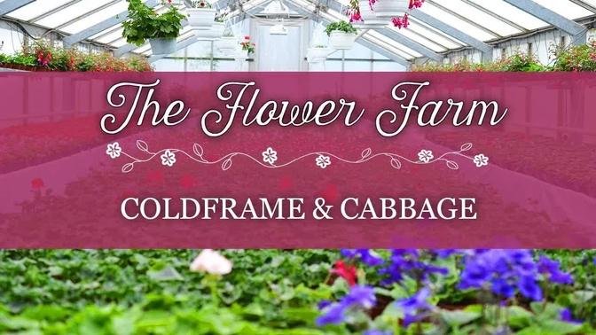 Cut flowers in coldframe and cabbage sowing - Flower Farm, May 2020