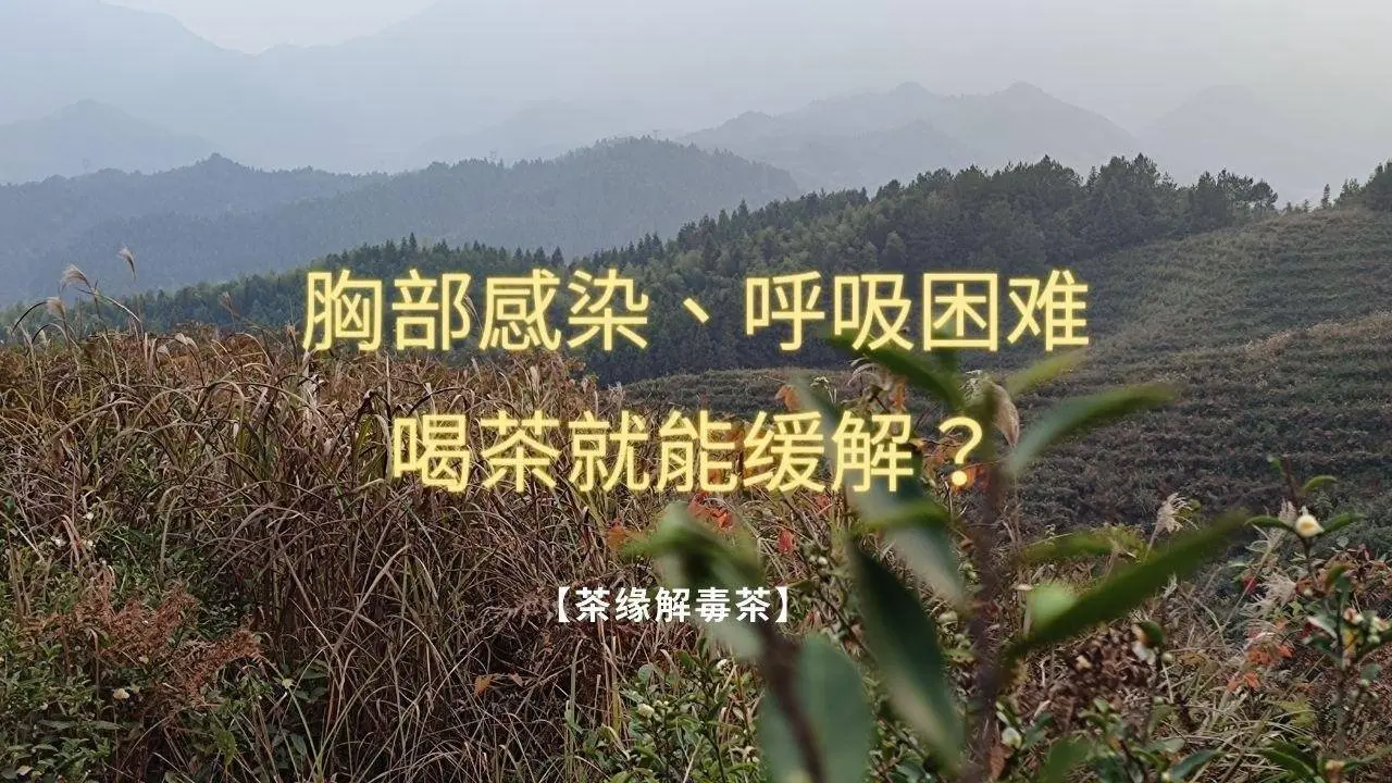 【茶緣茶疗】胸部感染、呼吸困难，喝解毒茶就能缓解？