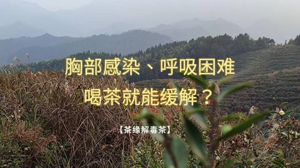 【茶緣茶疗】胸部感染、呼吸困难，喝解毒茶就能缓解？