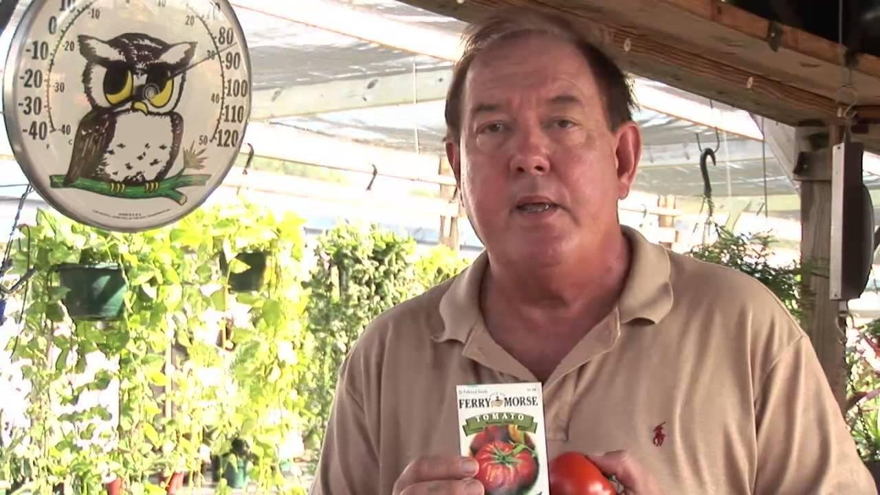 How To Grow Heirloom Tomatoes In Containers