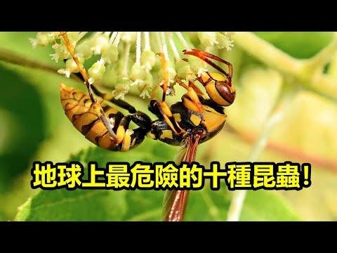 地球上最危險的十種昆蟲！看到它們必須提高警覺！