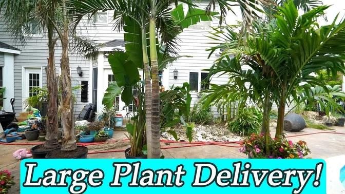 Large Plant Delivery || The Palms Are Home! || Saturday Vlog