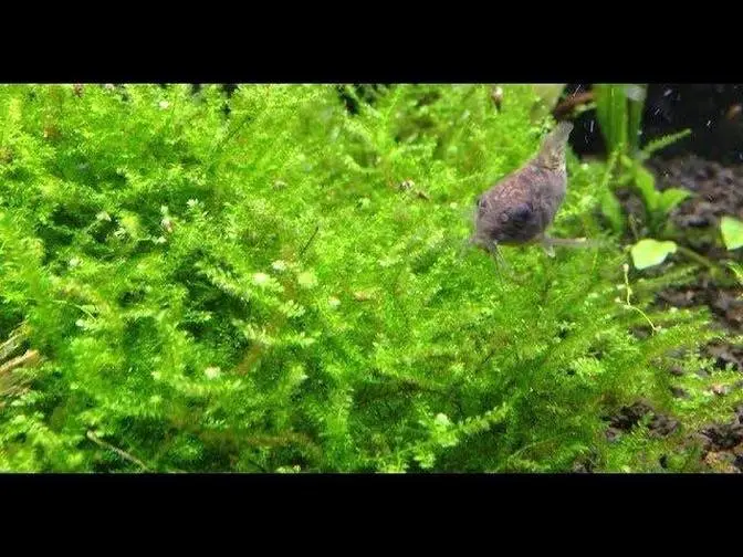 Young Malaysian Trumpet Snails Grazing on Java Moss Slow