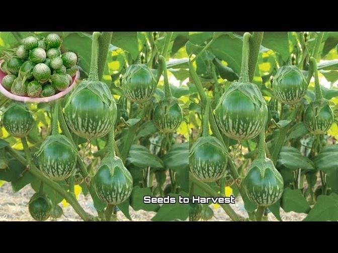 Growing Thai Green Eggplant From Seeds at Home / How to grow eggplant from seeds to harvest