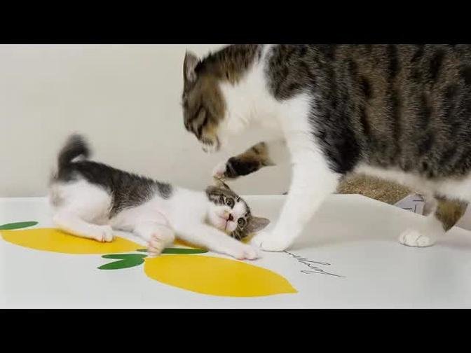 The Big Cat Teaches the Rescued Kitten Strictly │ Episode.113