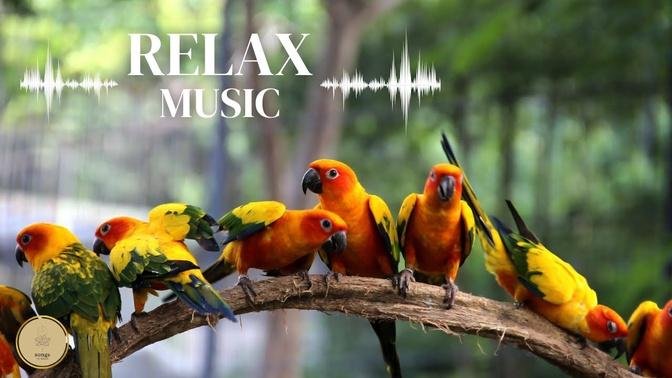 🕊️ Nature's Music Natural Music | Calming Relaxing Music | Nature Sounds Forest Sounds Birds