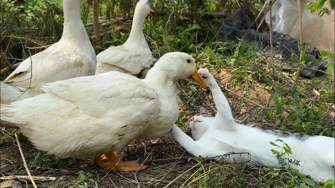 Ducks are brutal😭The duck grows up and bullies the kitten who used to take care of him.Cute animal