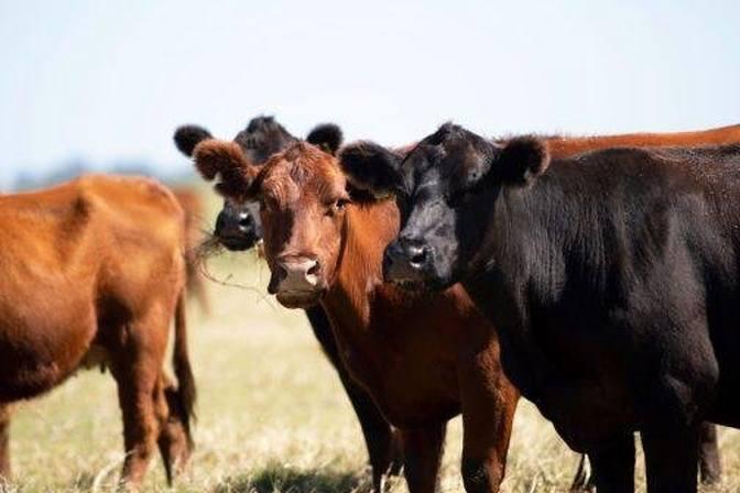 RNA and DNA Contamination in Food Supply Much More Prevalent Than Previously Thought | Articles | Joe Messina News | Gan Jing World