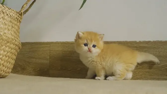 Kitten Pudding fights with Pizza to groom for him