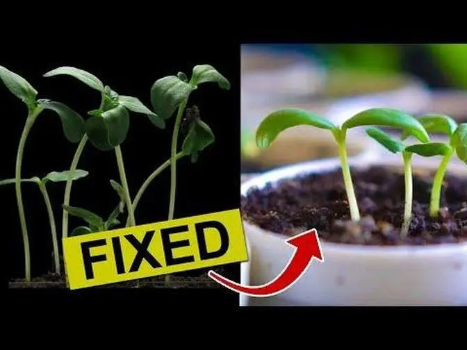 How to Fix Leggy Seedlings Without Grow Lights