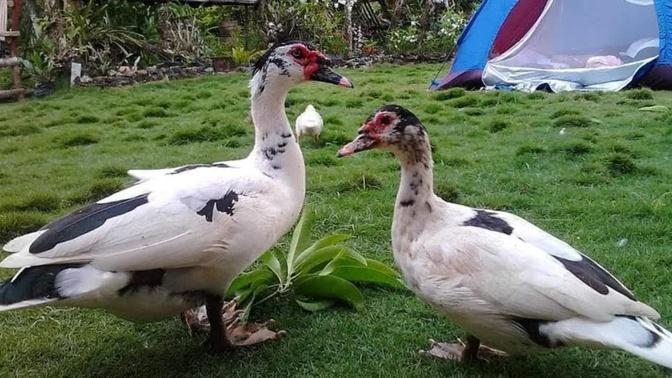 Backyard gardening / Growing ducks and chicken