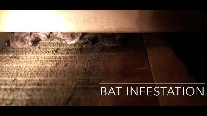 Bat Infestation!