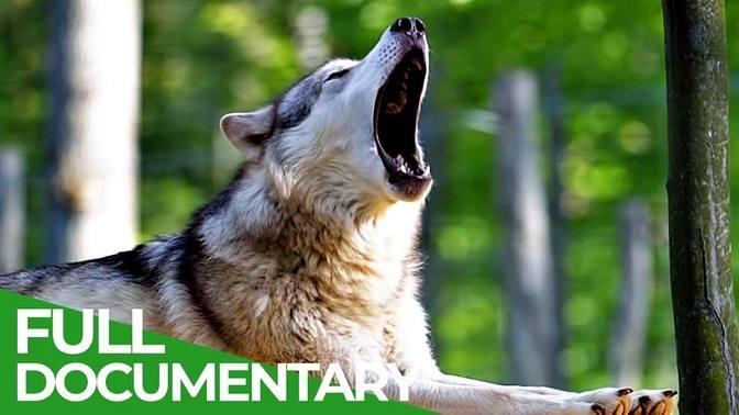 Animal Special Forces | Episode 5: The Specialists | Free Documentary Nature