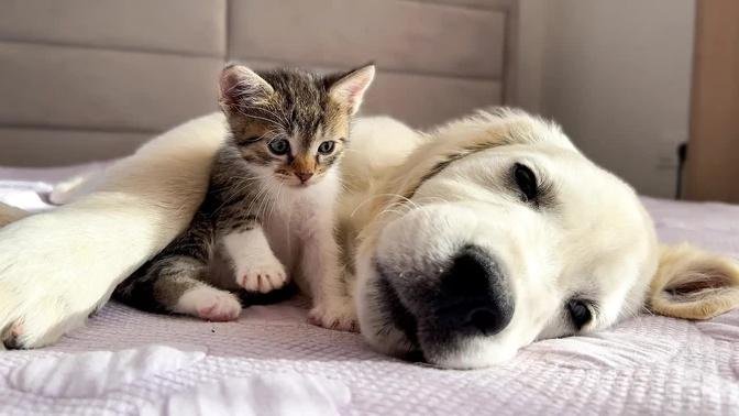 Tiny Kitten Wakes Up Golden Retriever Puppy [Cuteness Overload]