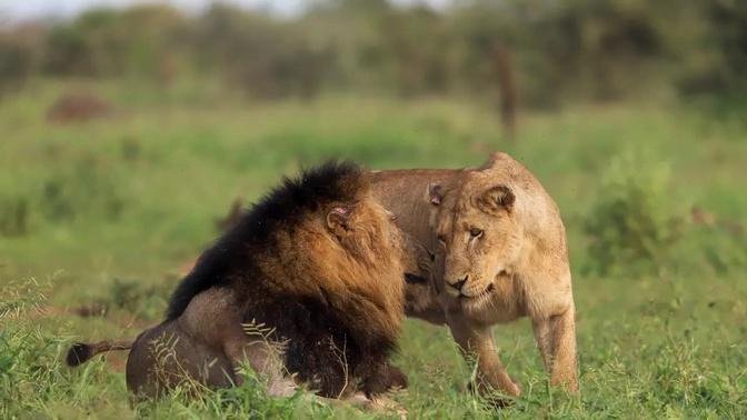 Lioness Attracted to Black Maned Lion - Kruger National Park South Africa