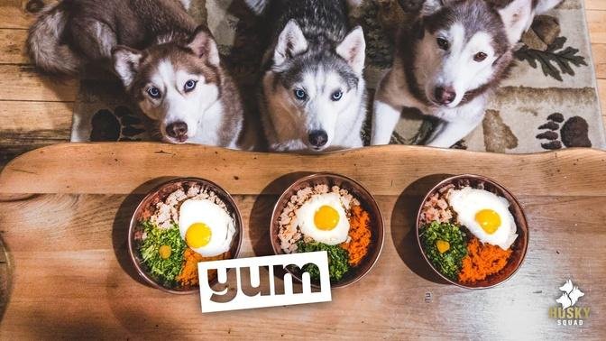Home Made Dog Food Recipe Turkey and Eggs | Husky Squad