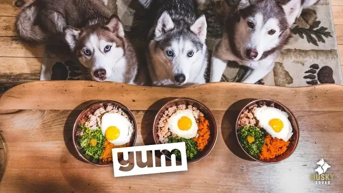 Home Made Dog Food Recipe Turkey and Eggs | Husky Squad