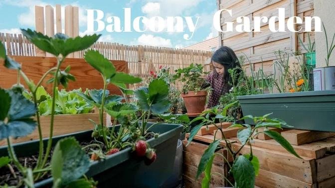 Little forest in the sky | my 2022 balcony garden | second year gardening