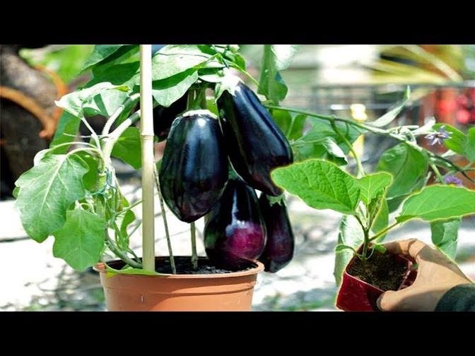 How to Grow Eggplant from seeds in Pot - Gardening Tips