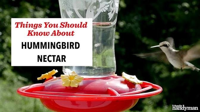 Things You Should Know About Hummingbird Nectar