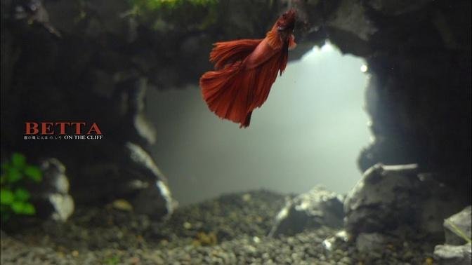 Setup Undercave Aquaterrarium l What Happens When Betta Fish Live With Other Aquatic Animals?