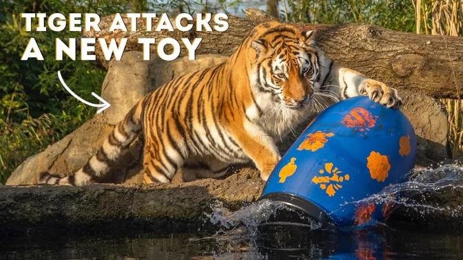 Tiger Attacks Her New Toy! | World of Animals