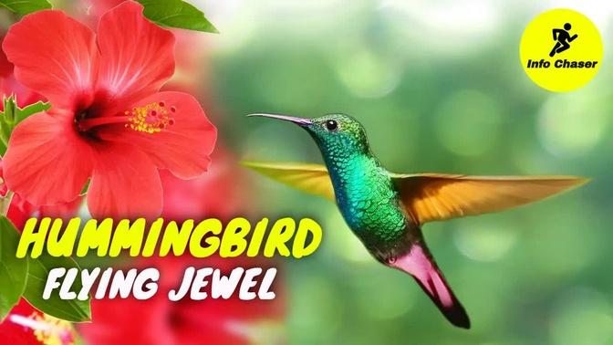 Hummingbird - Flying Jewel - It's all about world's smallest bird.mp4