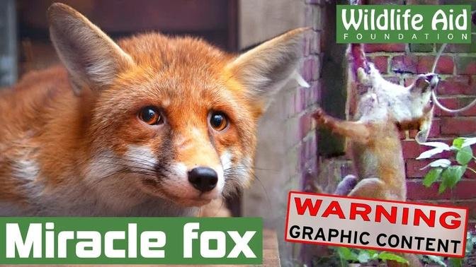 We thought this fox wouldn't make it... but he proved us wrong!