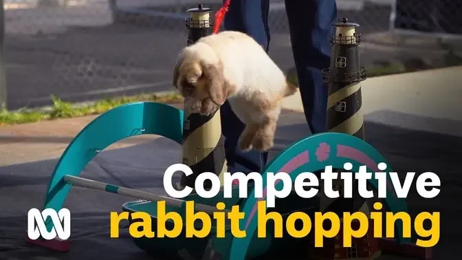 Competitive Hopping: Rabbit athletes hope to hop to the top of the podium