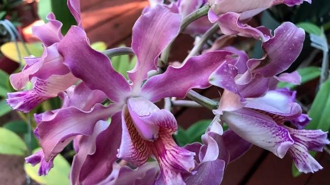 Sawgrass Nature Center orchid and plant festival and sale | Videos ...