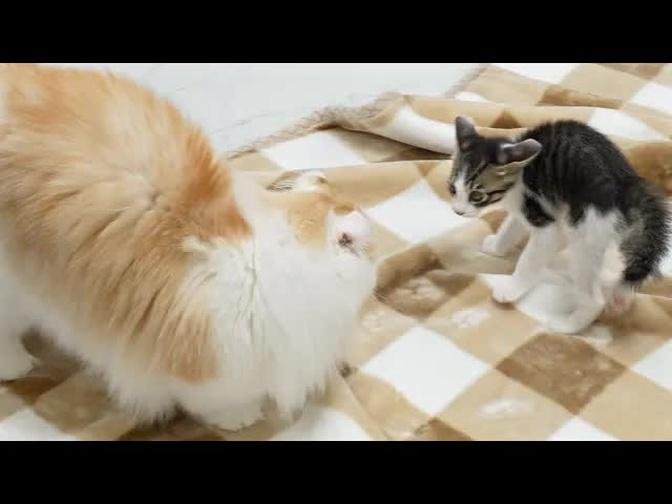 What Happens When the Rescued Kitten Thinks Of the Big Cat as a Friend? │ Episode.126