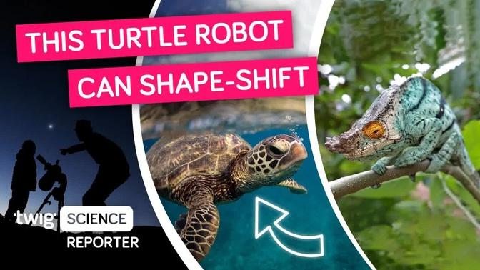TURTALLY Awesome Robots for Land and Sea | Twig Science Reporter