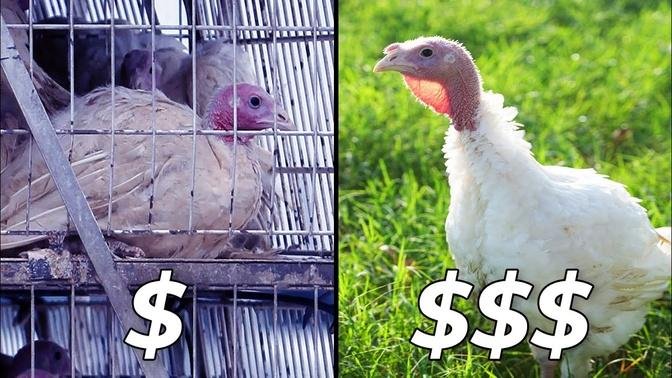 Raising Turkeys the Right Way | Why it's Worth the Cost