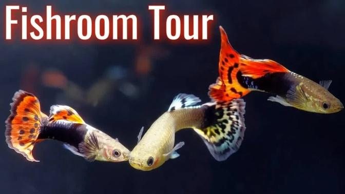 Cory from Aquarium Co-op Fish Room Tour - Fancy Goldfish, Guppy Fish, Bettas, Livebearers, Turtles