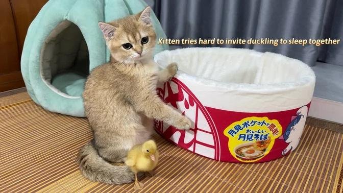 The kitten is madly in love with the duckling.  Kittens and ducklings have fun living together