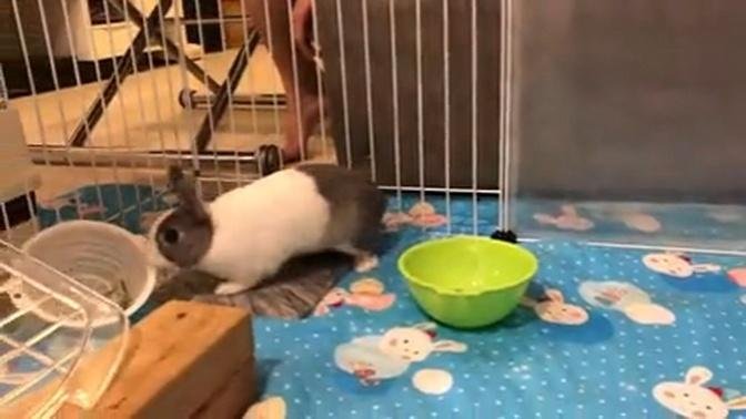 Angry rabbit throws empty bowl to demand food