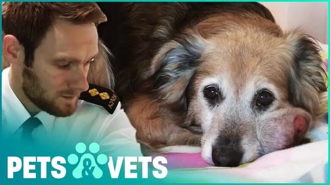 Abandoned Collie Leaves Animal Rescue Heartbroken | The Dog Rescuers | Pets & Vets