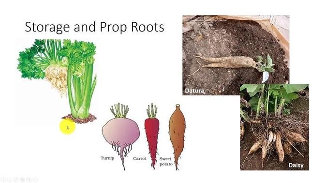 Types Of Roots