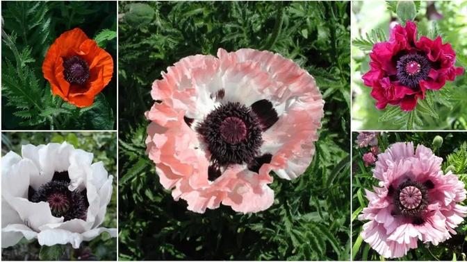 Varieties of Poppy you want to Grow in your Garden