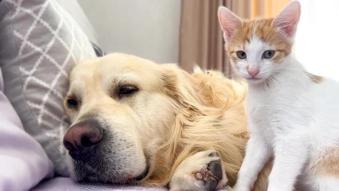 Funny Kittens Attack Cute Sleepy Golden Retriever