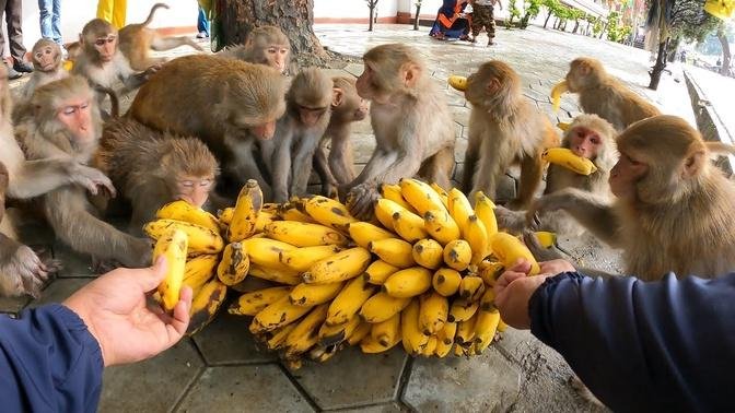 Monkey are waiting for banana