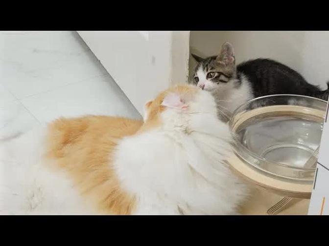 What Happen When the Big Cat and the Rescued Kitten Like Each Other? │ Episode.110
