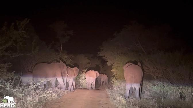 An Amazing Encounter as Adine is Surrounded by Wild Elephants at Night, Including the Albino 🐘