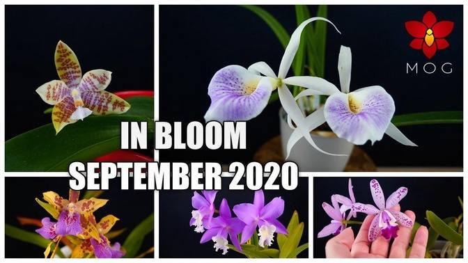 Orchids in Bloom - September 2020 | 25 Orchids to vote for! | Videos ...