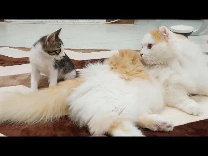 What Happens When the Rescued Kitten Thinks of the Big Cat as a Brother? │ Episode.114