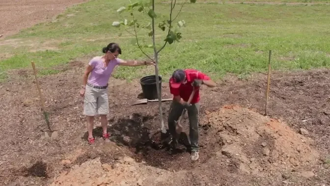 Tree Planting: Container Grown