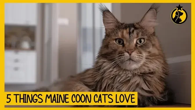 5 Things Maine Coon Cats Love (#2 Might Surprise You)
